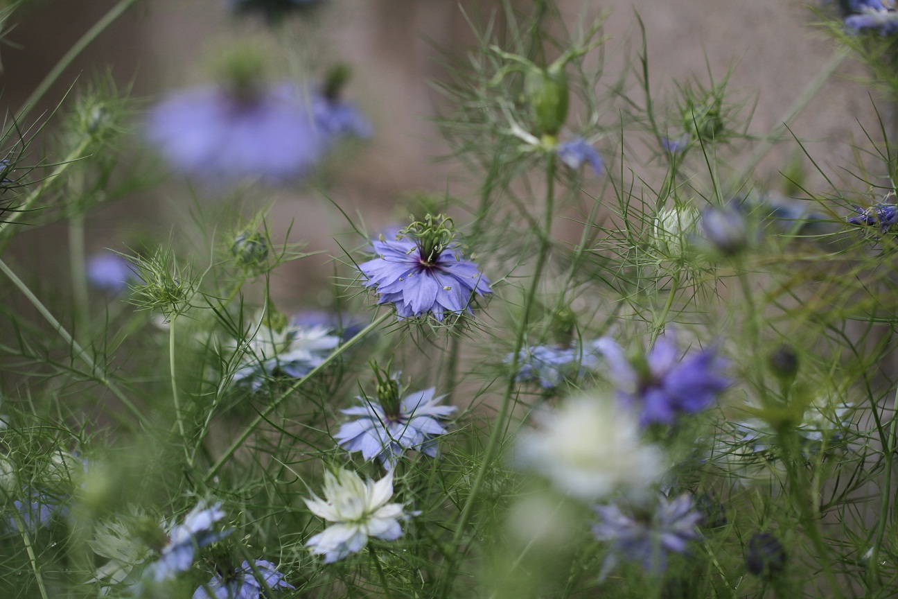 love in a mist　　　　≪　　　ニゲラ　　　≫_a0140000_1512479.jpg