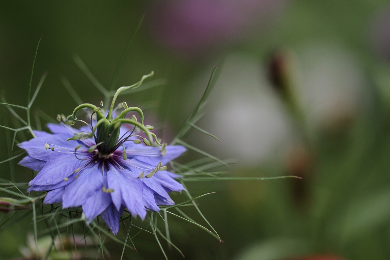 love in a mist　　　　≪　　　ニゲラ　　　≫_a0140000_1514016.jpg