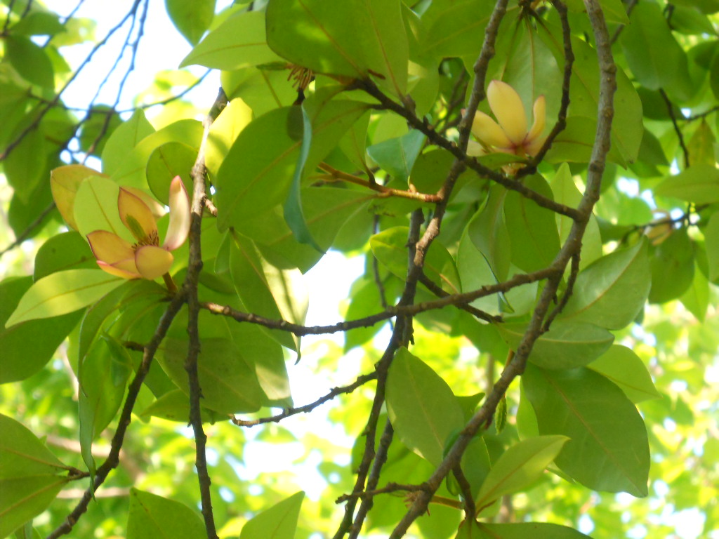 トウオガタマの花（唐・小賀玉）_f0146802_0133982.jpg