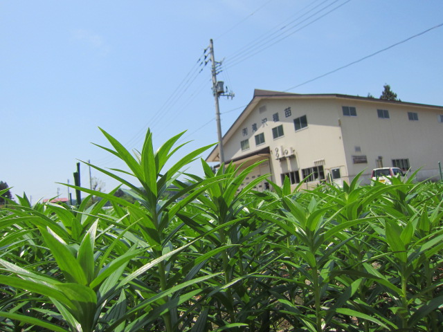 LAユリ_f0067514_11172153.jpg