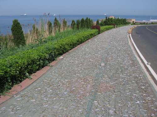 b0093515_7383139.jpg