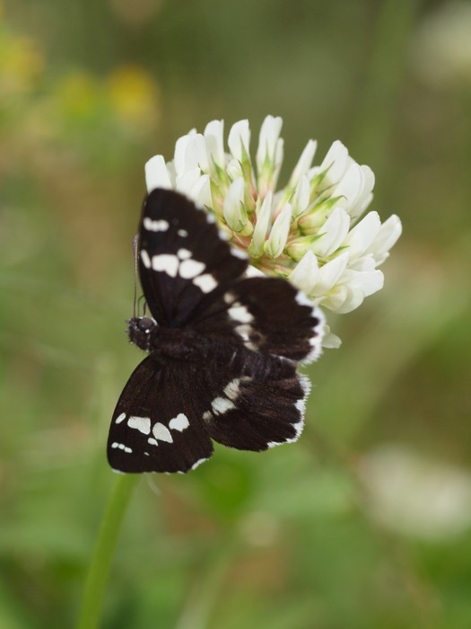 ダイミョウセセリ_c0116915_142072.jpg