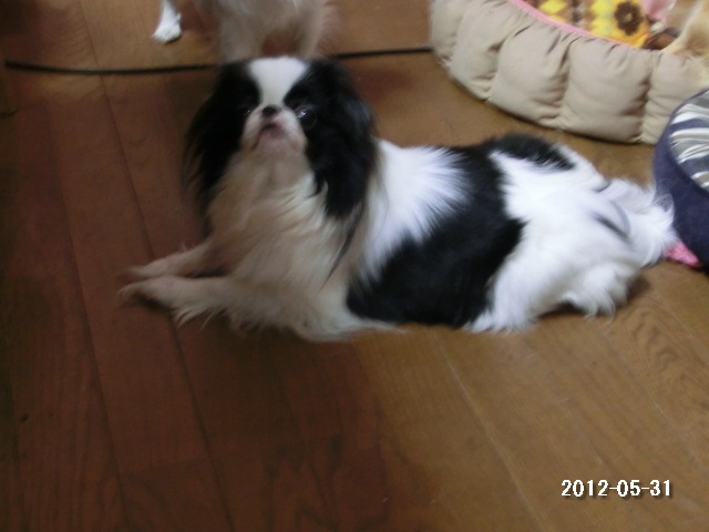 桃の子犬生後４日　忙しい１日_c0200916_22484574.jpg