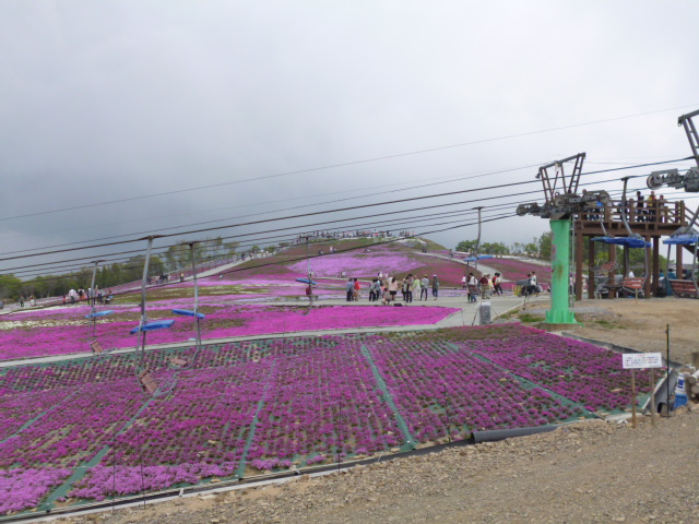 芝桜見に行きました★in茶臼山 (^‐^)ゝ_c0213517_12171119.jpg
