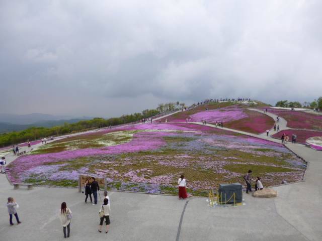 芝桜見に行きました★in茶臼山 (^‐^)ゝ_c0213517_12173047.jpg