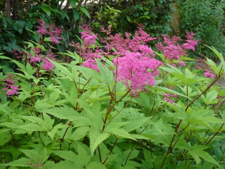 キョウカノコとシモツケ 我が家の花たち