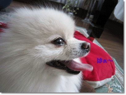 b0167519_9122348.gif