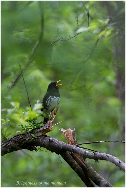 2012 5.31 八ヶ岳野鳥_e0200922_2195658.jpg