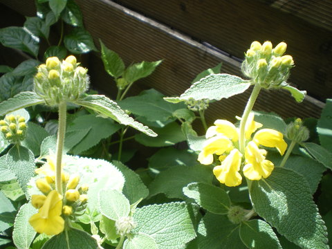 e0128024_1062868.jpg