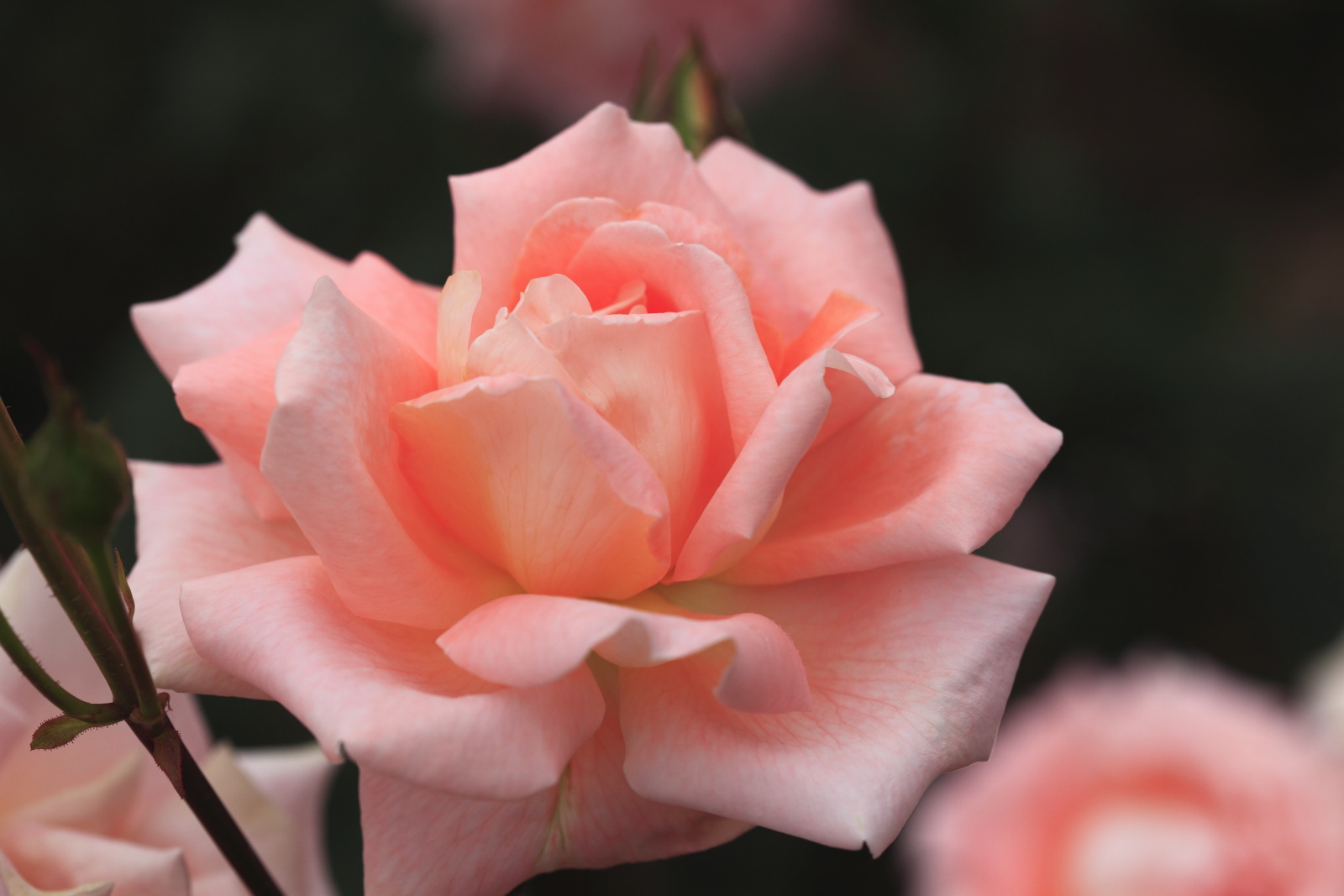 珍しい名前の薔薇 気ままな写真帖