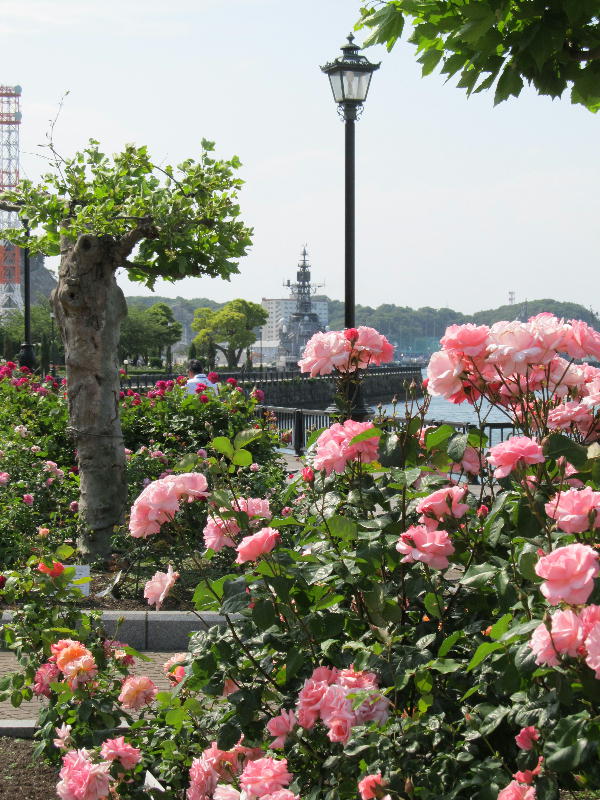 ヴェルニー公園の薔薇_f0000426_17272963.jpg