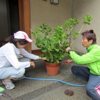 京都要庵歳時記「平成２４年皐月　要庵の玄関の室礼」紫陽花（２）_d0033734_1029406.jpg