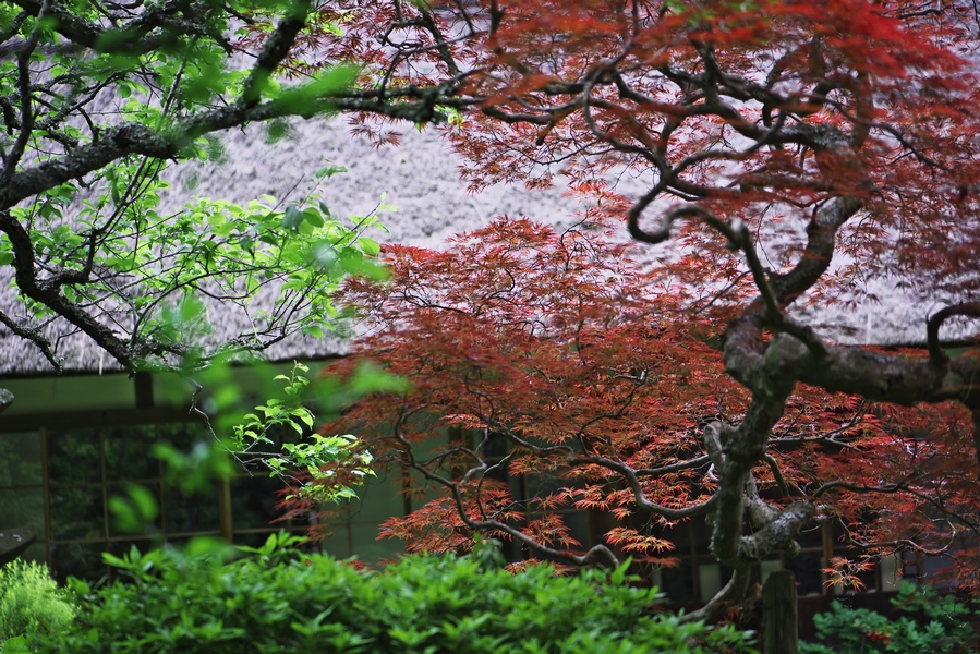 北鎌倉　浄智寺の春景_c0236843_2073033.jpg