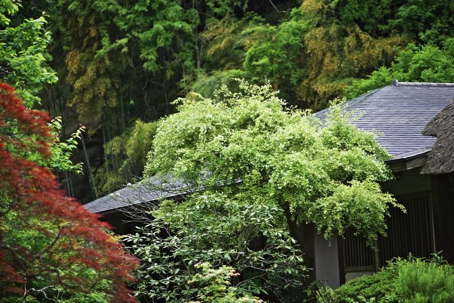 北鎌倉　浄智寺の春景_c0236843_2093292.jpg