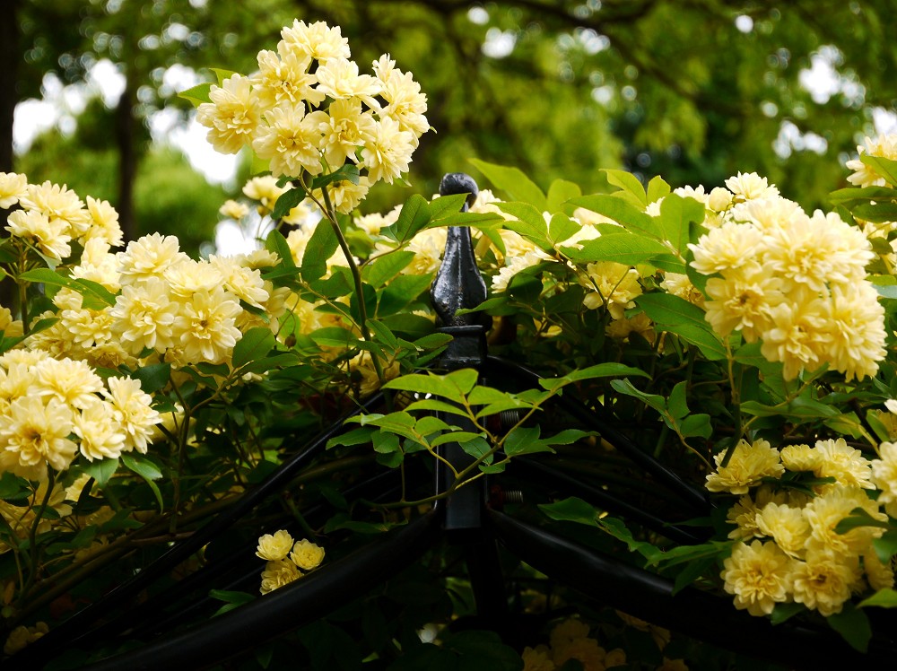 　　５月の緑花センターにて　　２０２３-０４-２８　００：００_b0093754_21261283.jpg