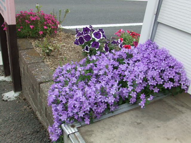 小さな花壇だけど ぴゅあ浦山のちょっと寄り道