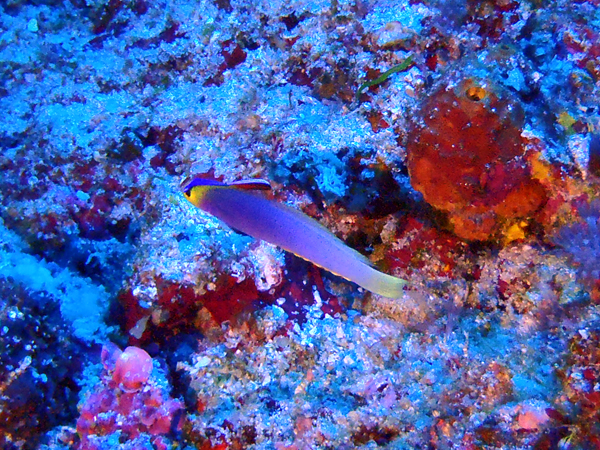 5月30日 魚いすぎ!_d0113459_0374274.jpg