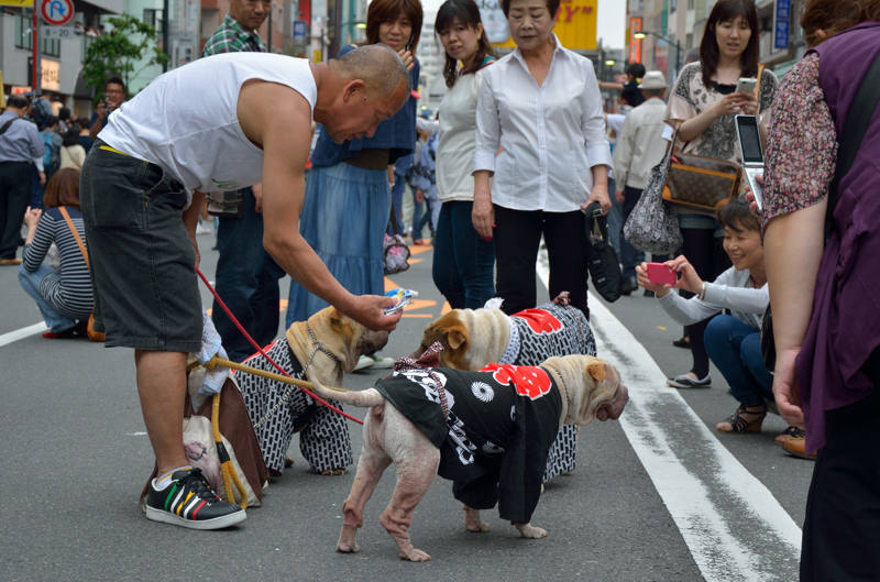 祭りワンコ_f0079061_19501949.jpg