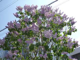 b0122262_21165290.jpg