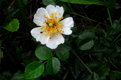 野のバラ 森林インストラクターのブログ フォレスト 石風花１