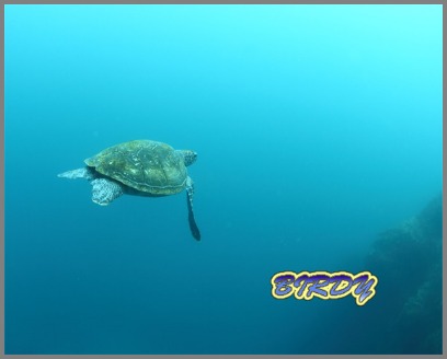アオリイカとアオウミガメ_e0273365_19552670.jpg