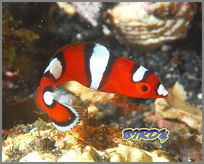 アオリイカとアオウミガメ_e0273365_19555345.jpg