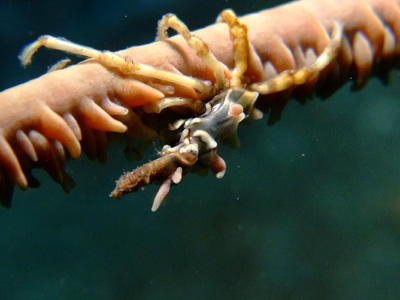 レンべのお魚2012パート2                             LEMBEH_e0184067_1923496.jpg