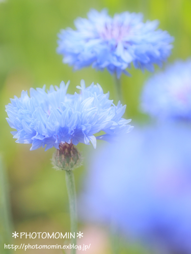 布引ハーブ園の花達〜６〜_a0172271_1364580.jpg