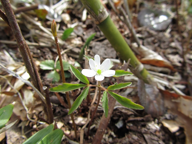 5月26日～27日　高妻山と戸隠山の花達 ♪_a0191674_20151427.jpg