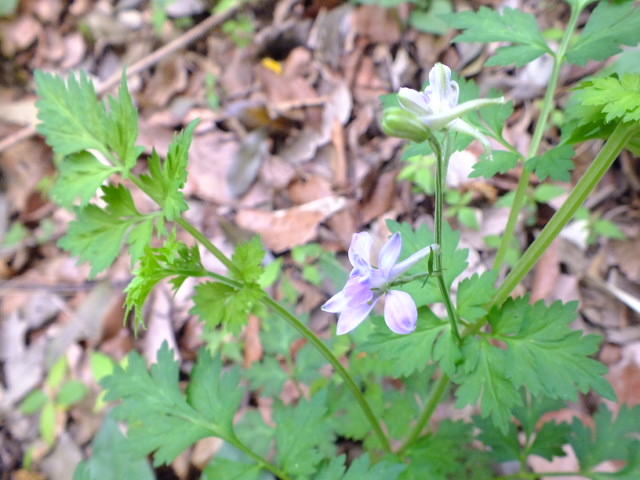 セリバヒエンソウ（芹葉飛燕草）_e0145782_2129768.jpg