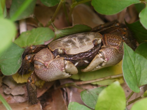 アカテガニ、ウスキツバメエダシャク、オニグモ、ヤマシロオニグモ、オオワラジカイガラムシ_d0088184_21214746.jpg