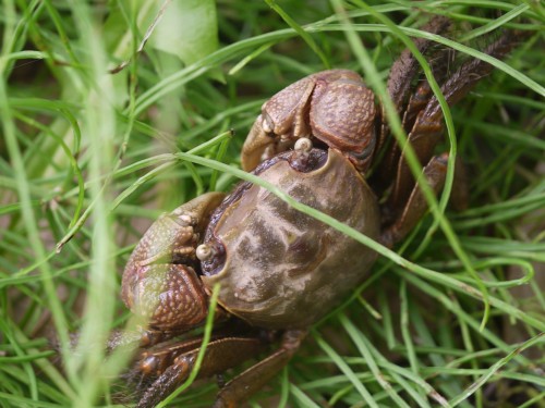 アカテガニ、ウスキツバメエダシャク、オニグモ、ヤマシロオニグモ、オオワラジカイガラムシ_d0088184_2122244.jpg