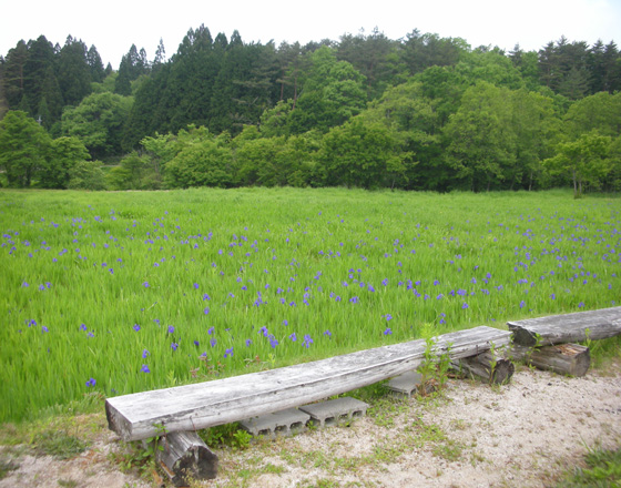 カキツバタの里_b0173886_1720084.jpg