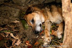 サッカーの大会の為に虐殺される犬猫 ウクライナ 弥生 スコットランドはエジンバラ エディンバラ 発 サッカーの大会の為に虐殺される犬猫 ウクライナ 弥生 スコットランドはエジンバラ エディンバラ 発