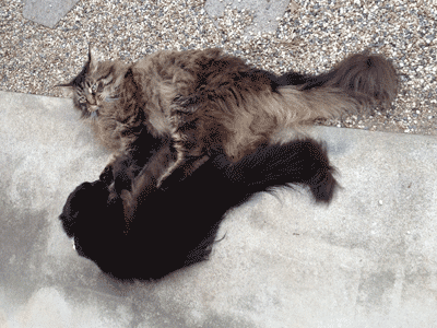 e0019594_10292730.gif