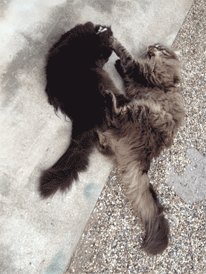 e0019594_10295855.gif