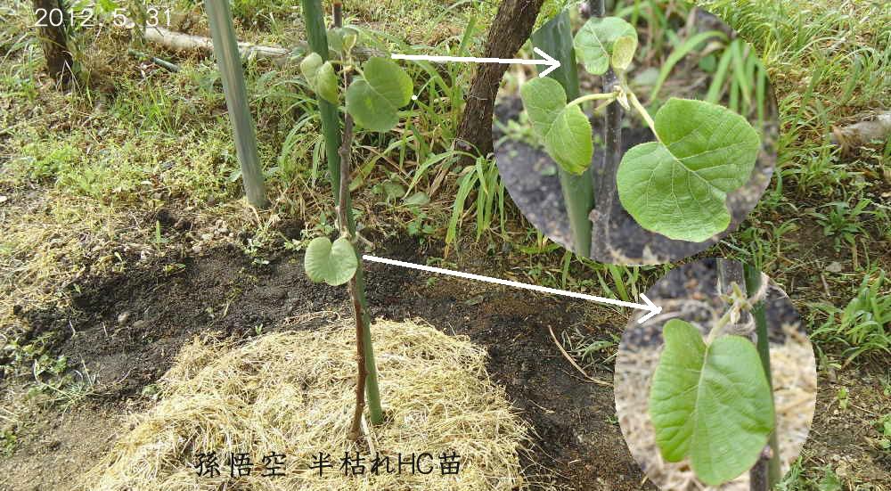 ご難続きの初植え「キウイ」、孫悟空が枯れたが、その後、嘘のような本当の話_d0122497_17315671.jpg