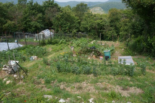 畑が賑やかになってきました!~5月の畑_f0106597_18503786.jpg