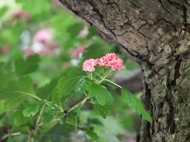 c0184800_012572.jpg