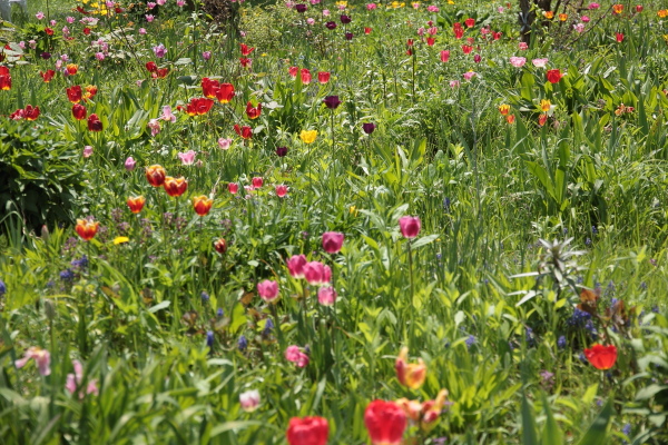 母と二人で十勝の花旅_d0117900_23234940.jpg