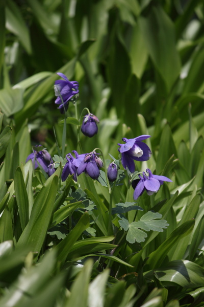 母と二人で十勝の花旅_d0117900_2326508.jpg