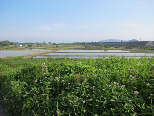 田んぼに水が入ったと思ったら、田植えが終わっていた_c0075701_234473.jpg