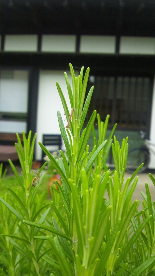 e0084001_92666.jpg