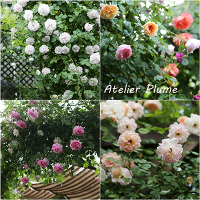 秘密の花園 熊谷市の権田邸_e0154202_124942100.jpg