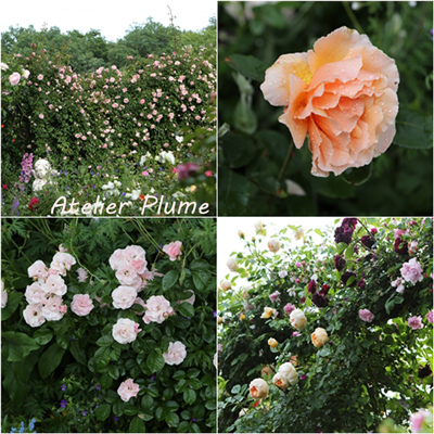 秘密の花園 熊谷市の権田邸_e0154202_1250927.jpg