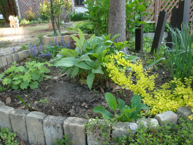 植物の快適な居場所とは。。。_e0175905_17471355.jpg