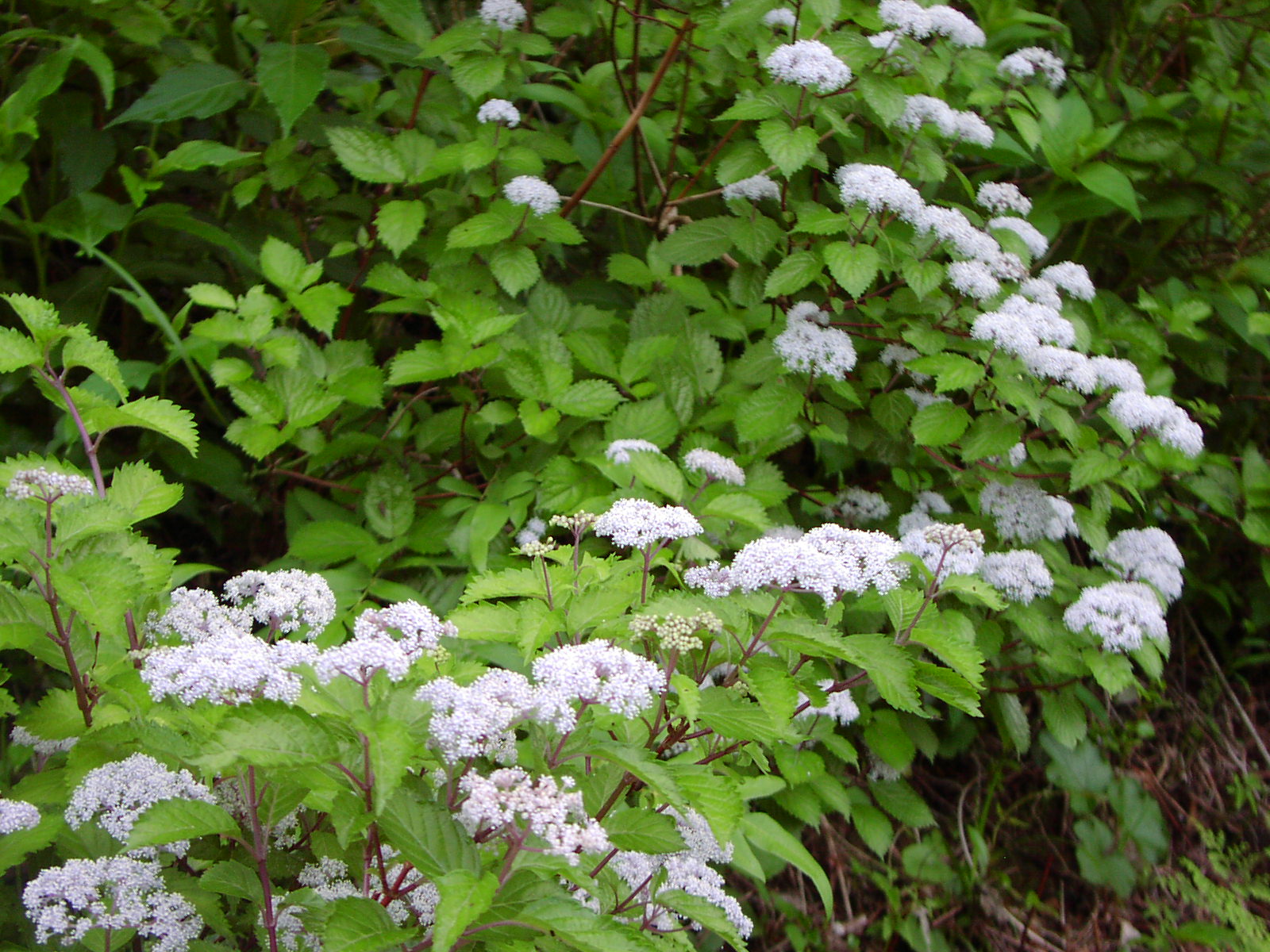 f0164410_2282153.jpg