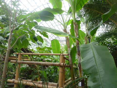 牧野植物園　続き_a0162815_21342847.jpg