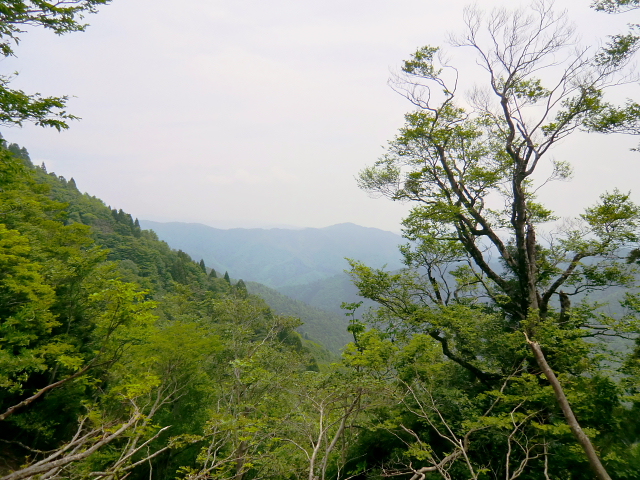 高島トレイル　百里ｹ岳 (931.3M) に登る_d0170615_8473315.jpg