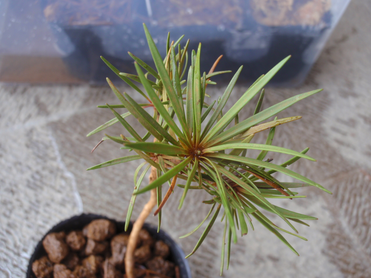 Melaleuca brongniartii　ニューカレドニア南部_d0187020_22555378.jpg